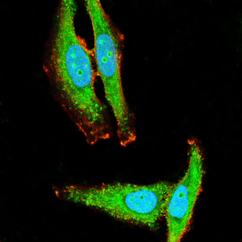 SIRT6 Rabbit Polyclonal Antibody