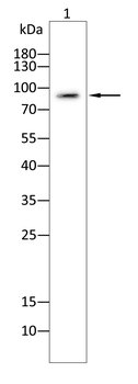 CDH17 Antibody