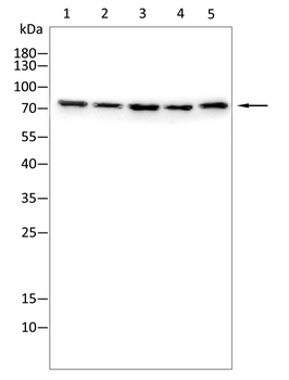 CD6 Antibody