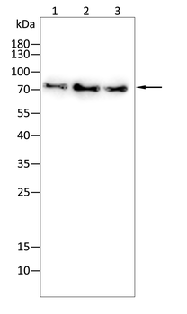 CD6 Antibody