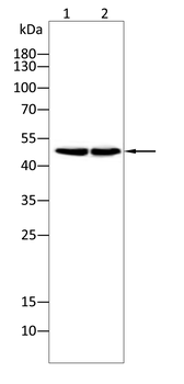 WTAP Antibody