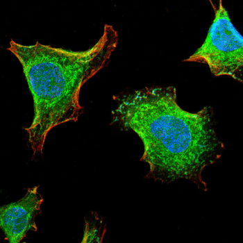 CIDEC Antibody