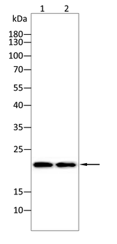 CBX3 Rabbit Polyclonal Antibody