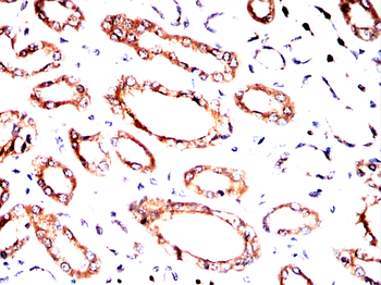 GAD2 Antibody