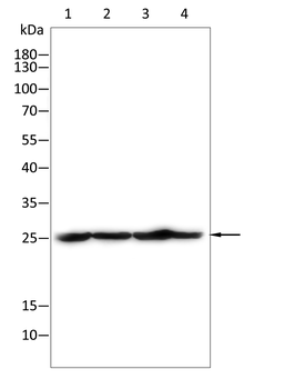 CBX1 Antibody