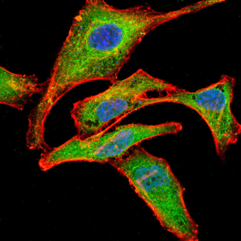 MDM2 Antibody