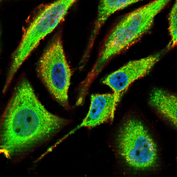 ADGRE1 Antibody