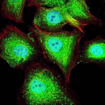 ANXA2 Antibody