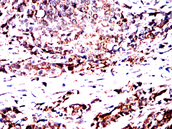 ANXA2 Antibody