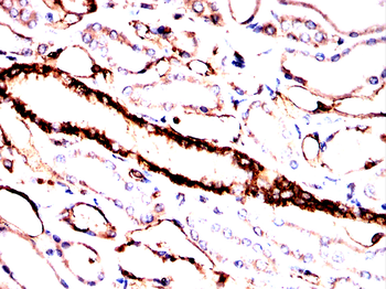ANXA2 Antibody