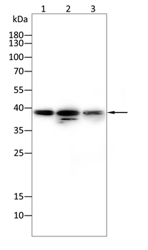 ANXA2 Antibody