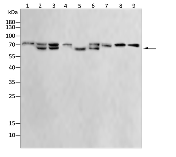 LMNB1 Antibody