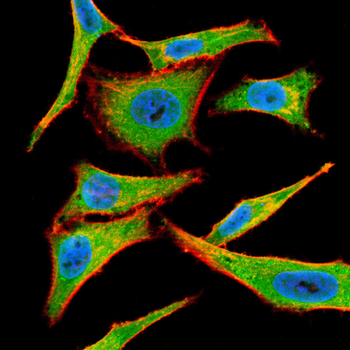 TREX1 Antibody