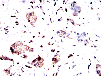 OGT Antibody