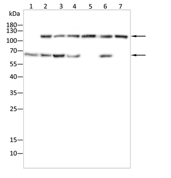 OGT Antibody