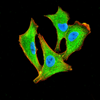 CXCL12/SDF1 Rabbit Polyclonal Antibody