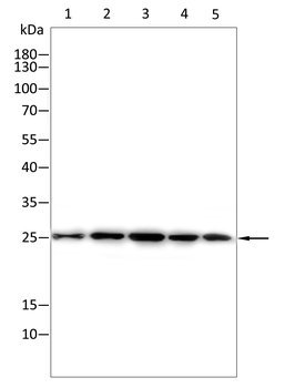 CXCL12/SDF1 Rabbit Polyclonal Antibody