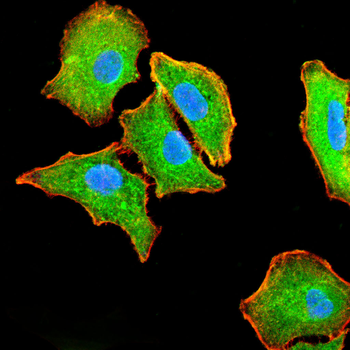 CXCL12/SDF1 Rabbit Polyclonal Antibody