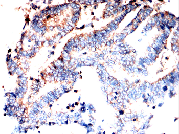 CXCL12/SDF1 Rabbit Polyclonal Antibody