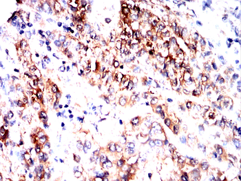 CXCL12/SDF1 Rabbit Polyclonal Antibody