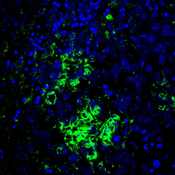 CXCL12/SDF1 Rabbit Polyclonal Antibody
