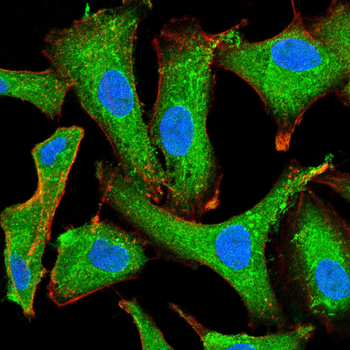 NF2 Antibody