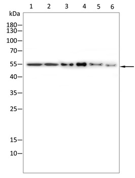 SSTR2 Antibody