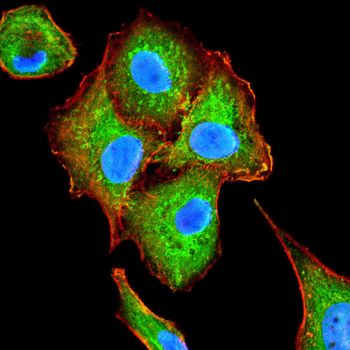 STING1 Antibody