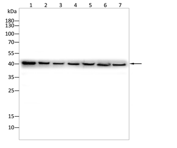 STING1 Antibody