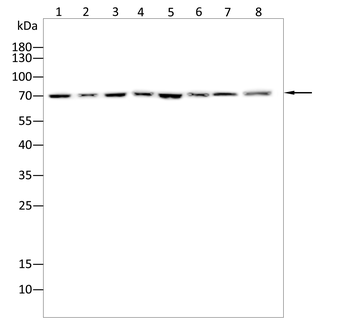Fos B Rabbit Polyclonal Antibody