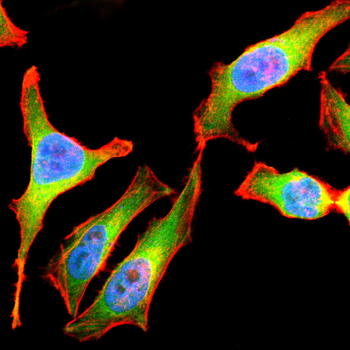 EFEMP1 Antibody