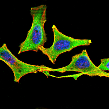 PRMT7 Antibody
