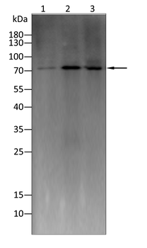 PRMT7 Antibody