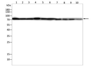 PRMT7 Antibody