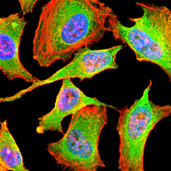 PRMT5 Antibody