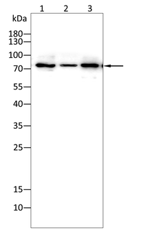 PRMT5 Antibody