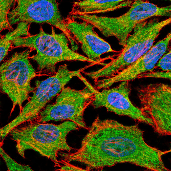 PRMT5 Antibody
