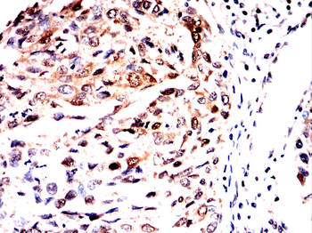 PRMT5 Antibody