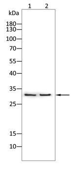 APOA1 Antibody