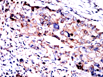 APOA1 Antibody