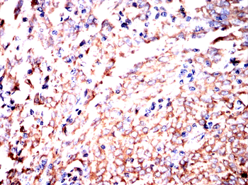 APOA1 Antibody