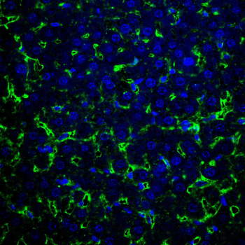 APOA1 Antibody