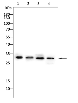 APOA1 Antibody