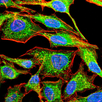 PRDX3 Antibody