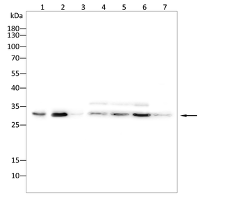 PRDX3 Antibody