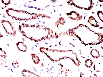 TFAM Antibody