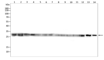 TFAM Antibody