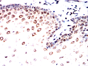 G3BP1 Antibody