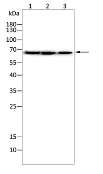 G3BP1 Antibody