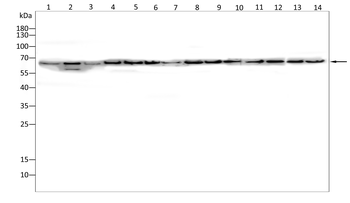 G3BP1 Antibody